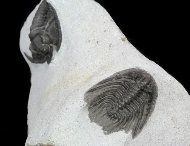 Leonaspis & Diademaproetus Trilobite Association #56816